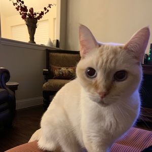 Meet your Posher, Laurie